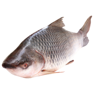 Fish 1 kg