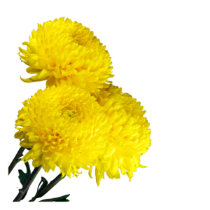Yellow chrysanthemum loose 250 gm